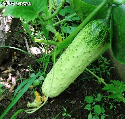 伊犁吃瓜洗眼睛,洗眼养生两不误