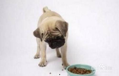 教狗狗吃瓜,教狗狗愉快吃瓜的趣味教程