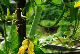 吃瓜系统吃皇帝的瓜,吃瓜群众揭秘皇帝的瓜