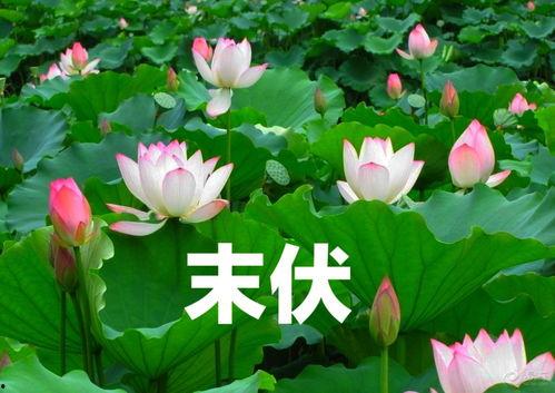 春花小传 吃瓜人,吃瓜人生，笑谈世间百态