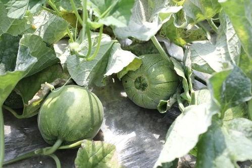 瓜什么季节吃,夏季瓜类美食盛宴