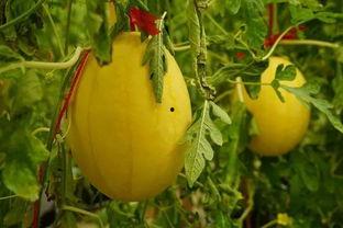 墨西哥吃瓜群,社交网络中的瓜田乐与争议