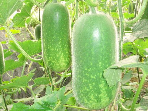 晚上吃玲珑瓜好吗减肥,助你轻松减肥的秘密武器