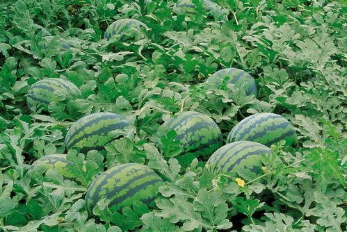 资源吃瓜qw群,揭秘网络社交圈的独特魅力