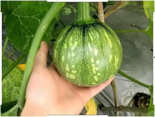 西安小v吃瓜,揭秘网络热点背后的故事