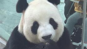 虎子吃瓜快板,趣味横生的幽默演绎