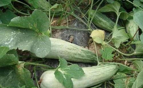 梦见吃大酥瓜,揭秘吃大酥瓜的神秘寓意