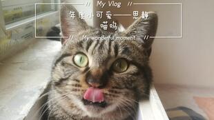 猫吃剥皮瓜