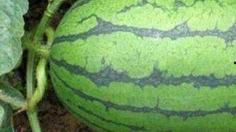 不敢张嘴吃瓜,揭秘不敢张嘴吃瓜的隐秘世界